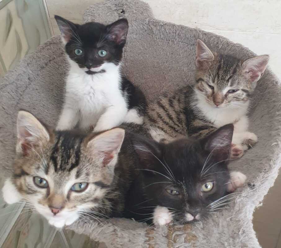 MLHR cats 2018 3
