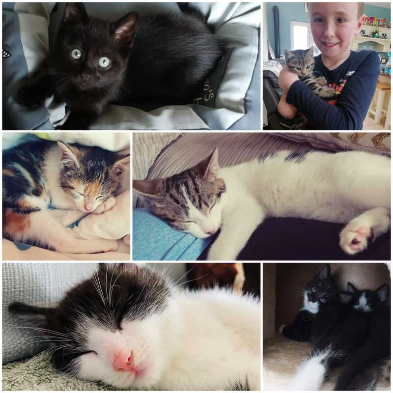 MLHR cats 2018