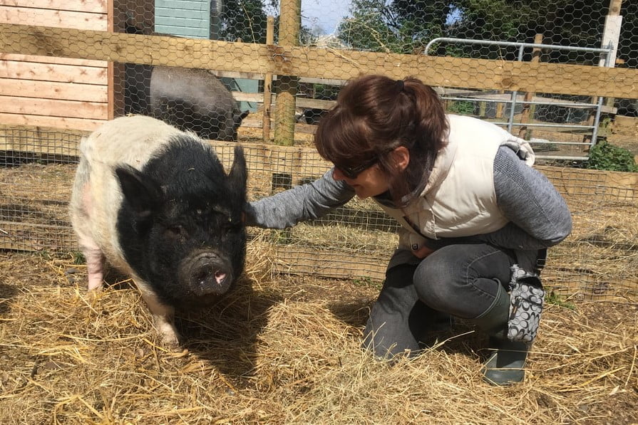 MLHR pigs 2016 2.5