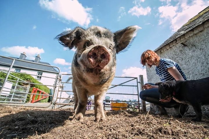 MLHR pigs 2016 3