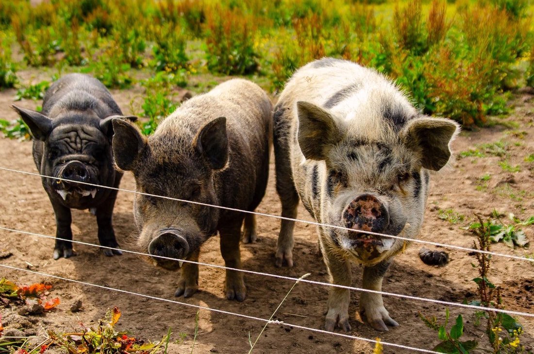 MLHR pigs 2016