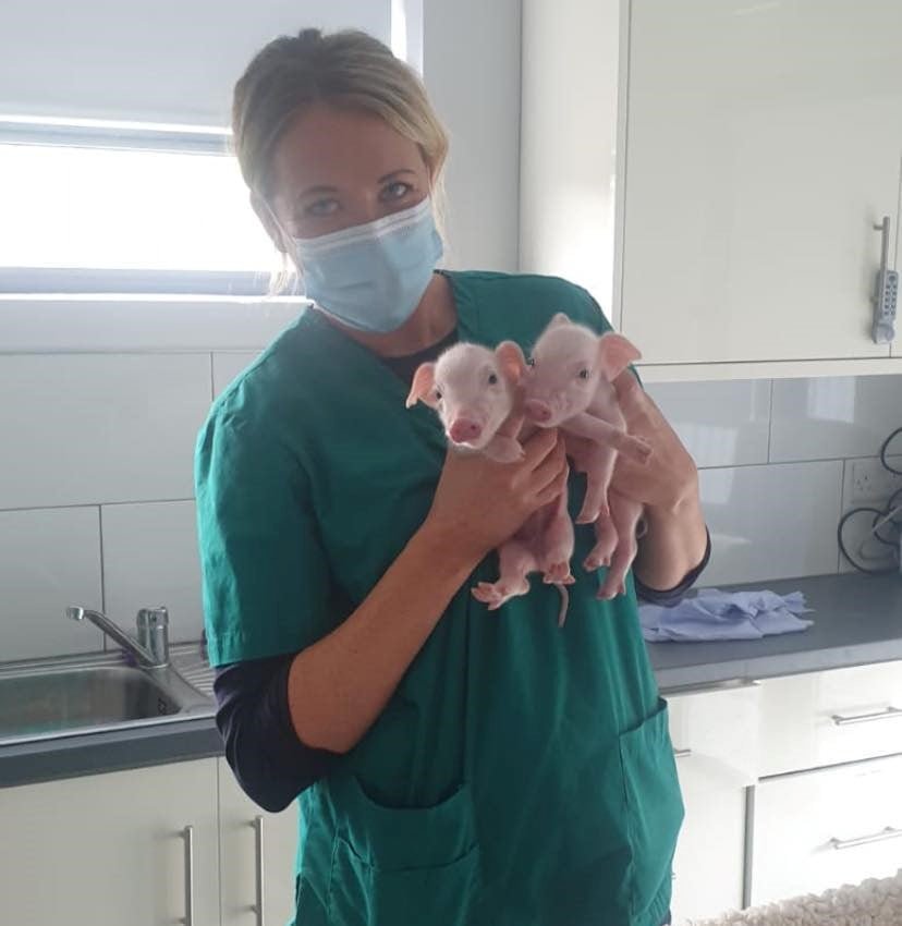 Piglets 3