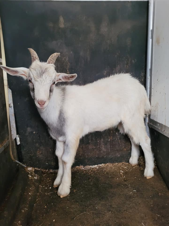 brian the goat