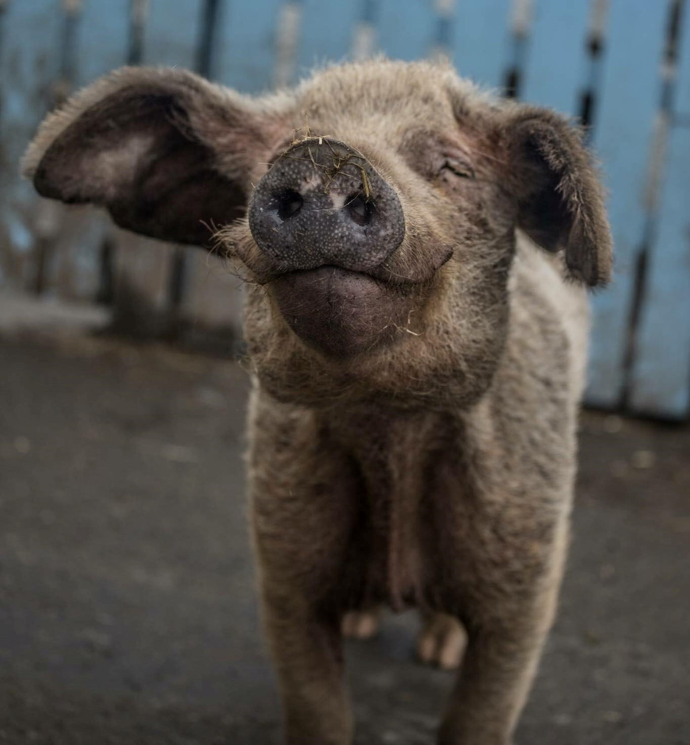curly pig 1
