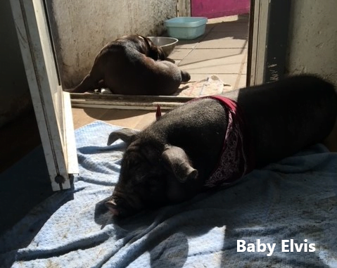 Baby Elvis
