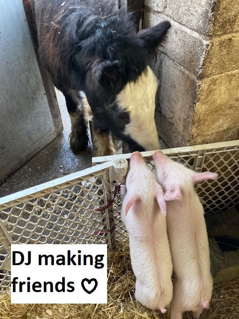 DJ&Friends