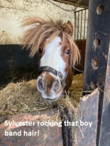 SylvesterHair