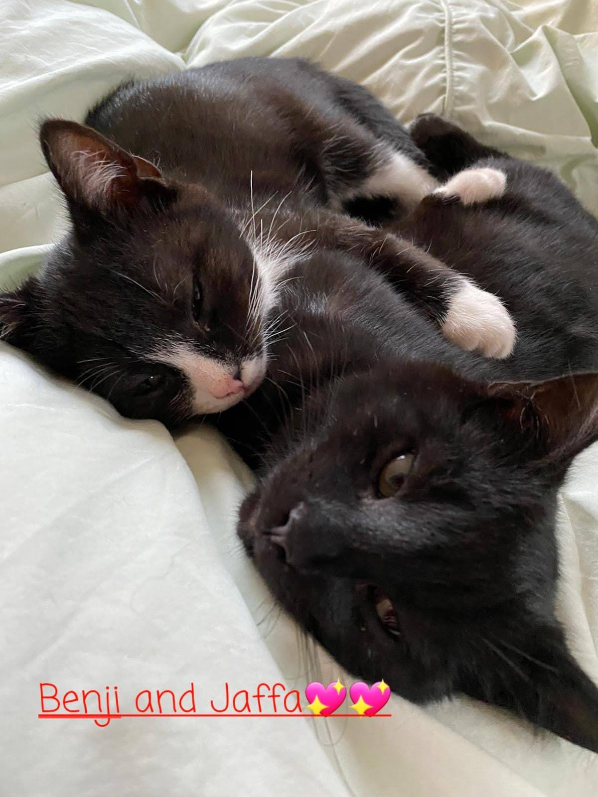 Benji and Jaffa