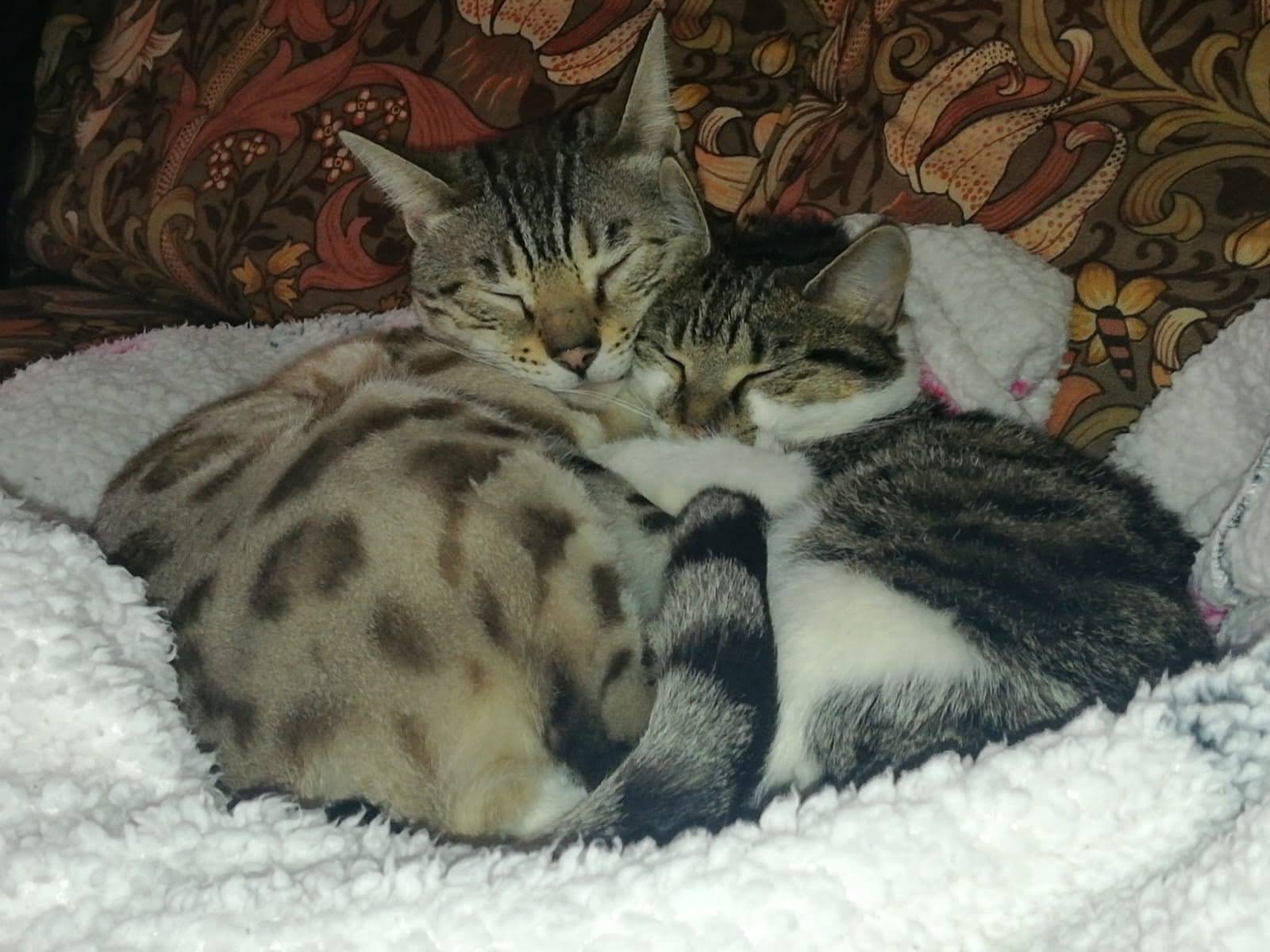 Chester and Amelia