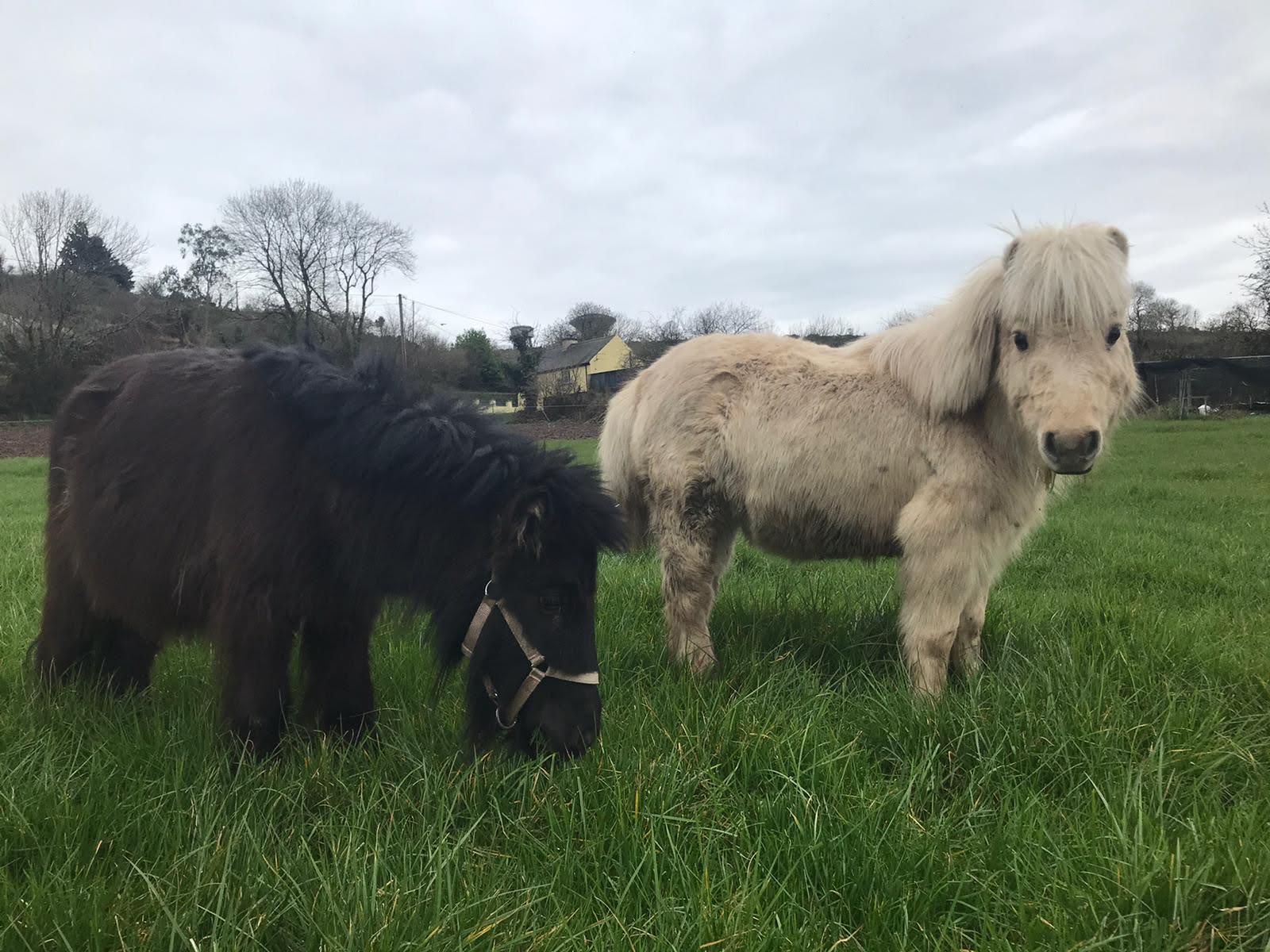 Julio and Teddy 2