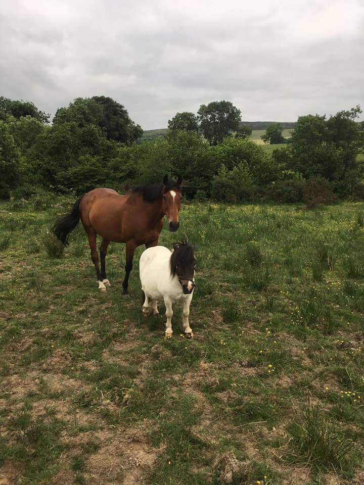 Shauna and higgins