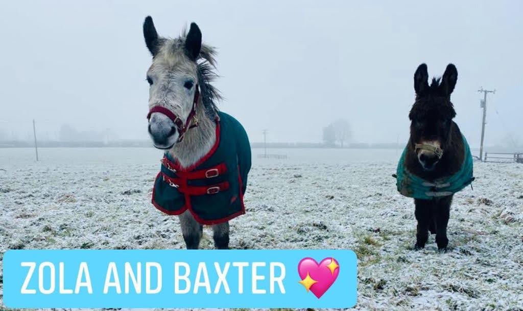 Zola and Baxter 4