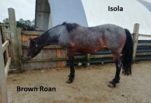 Brown Roan Isola
