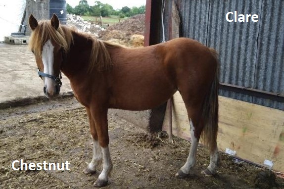 Chestnut Clare