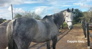 Dapple Grey Charlie