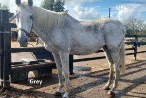 Grey Lilli