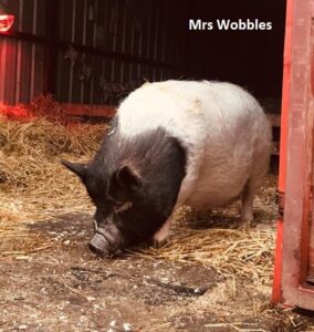 Mrs Wobbles