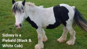 Piebald Sidney