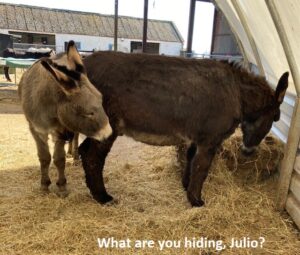 Donks