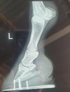 Isola Xray