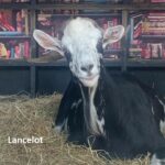 Lancelot