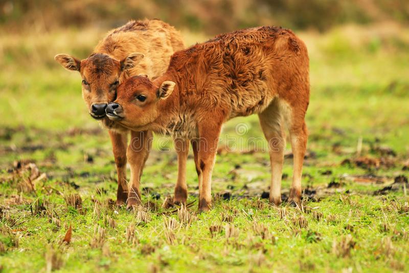 two-young-calves-playing-grass-winter-two-young-calves-playing-field-135343353