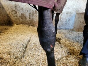 Abbey Knee 2 ex