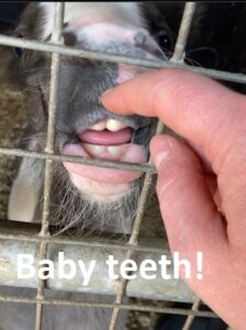 ML Baby Teeth