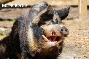 MLPR Bertie