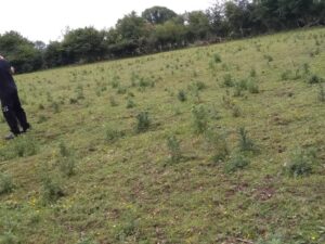 Ragwort field