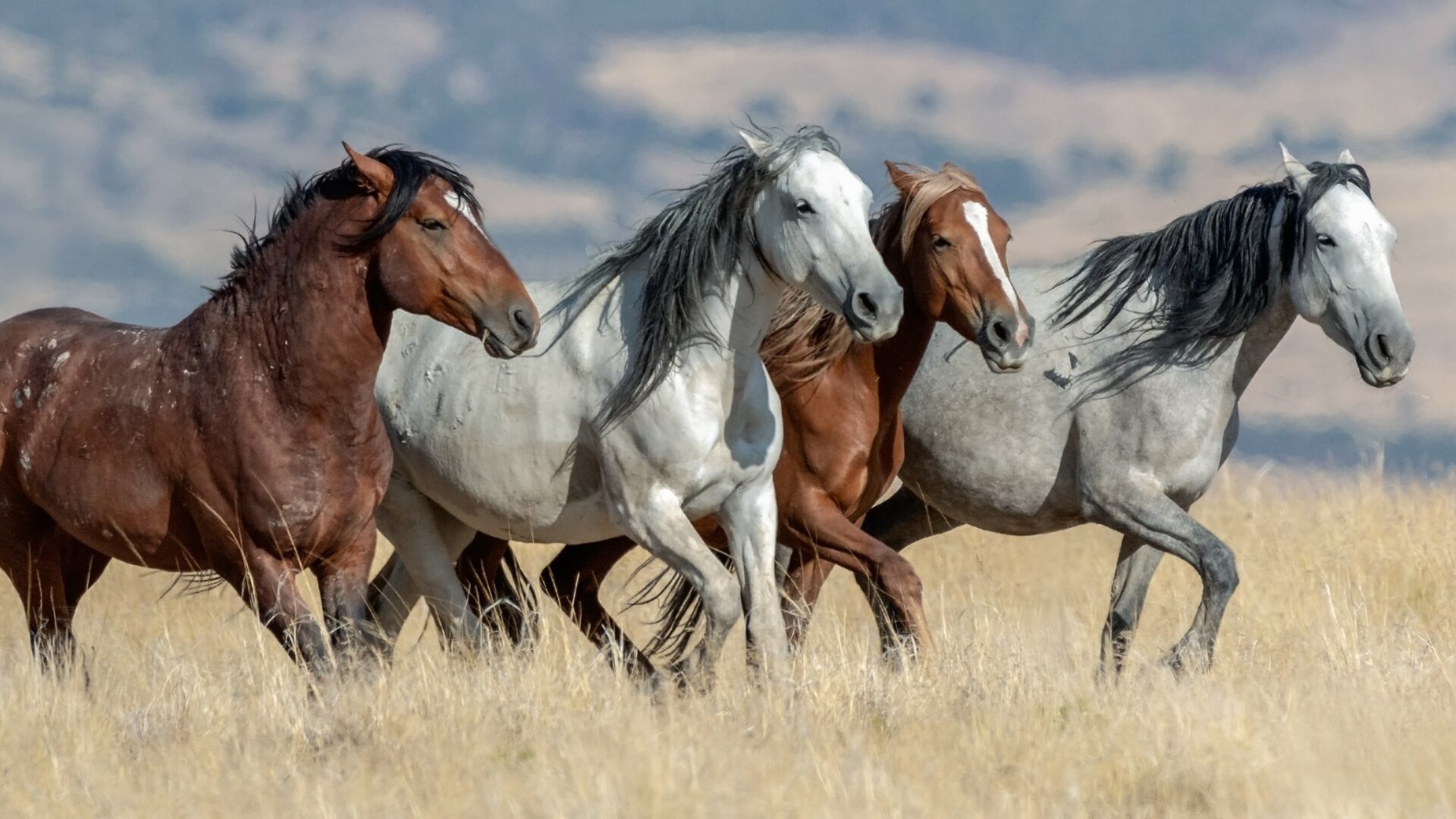 Wild mustang line up