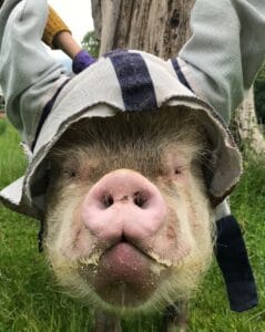 Ear hat