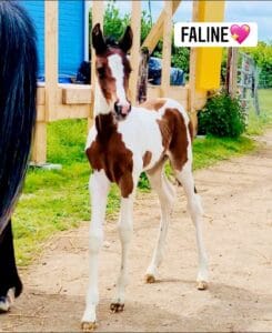 Faline