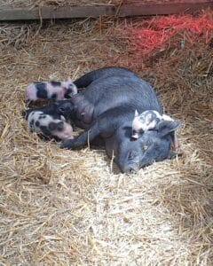 Head rest Pigly