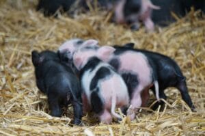 Pigly bums