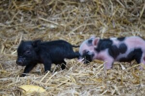 Pigly kick