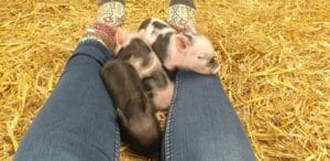 Pigly socks
