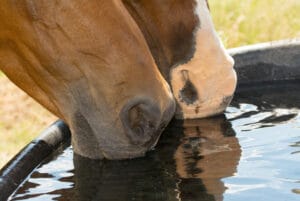 two-horses-drinking