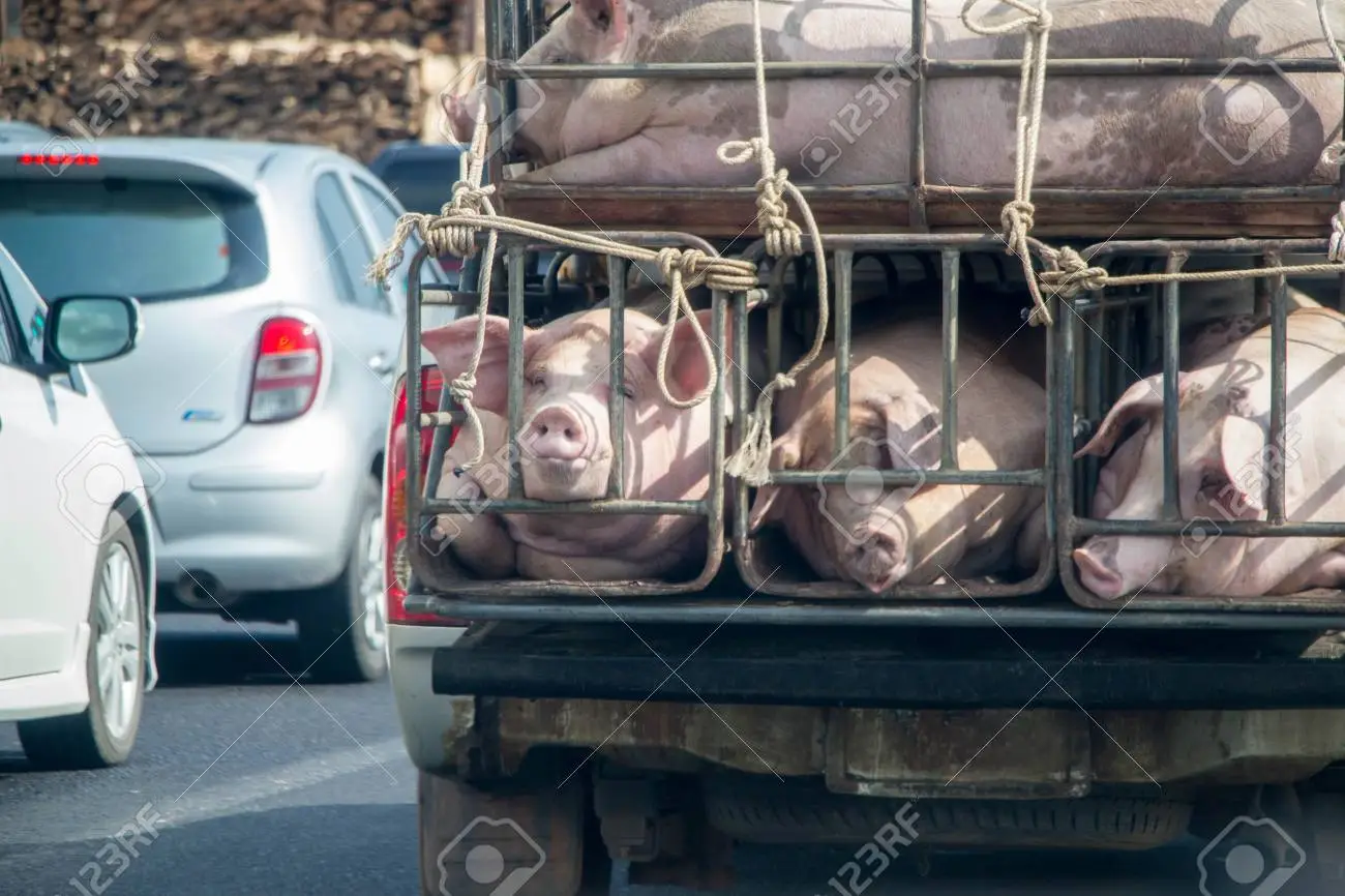 75398269-pigs-from-farm-in-the-truck-going-to-market-on-the-road-of-thailand