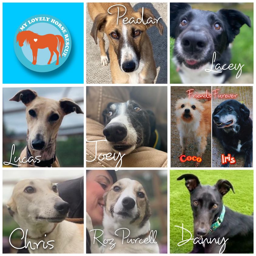 Dogs for adoption
