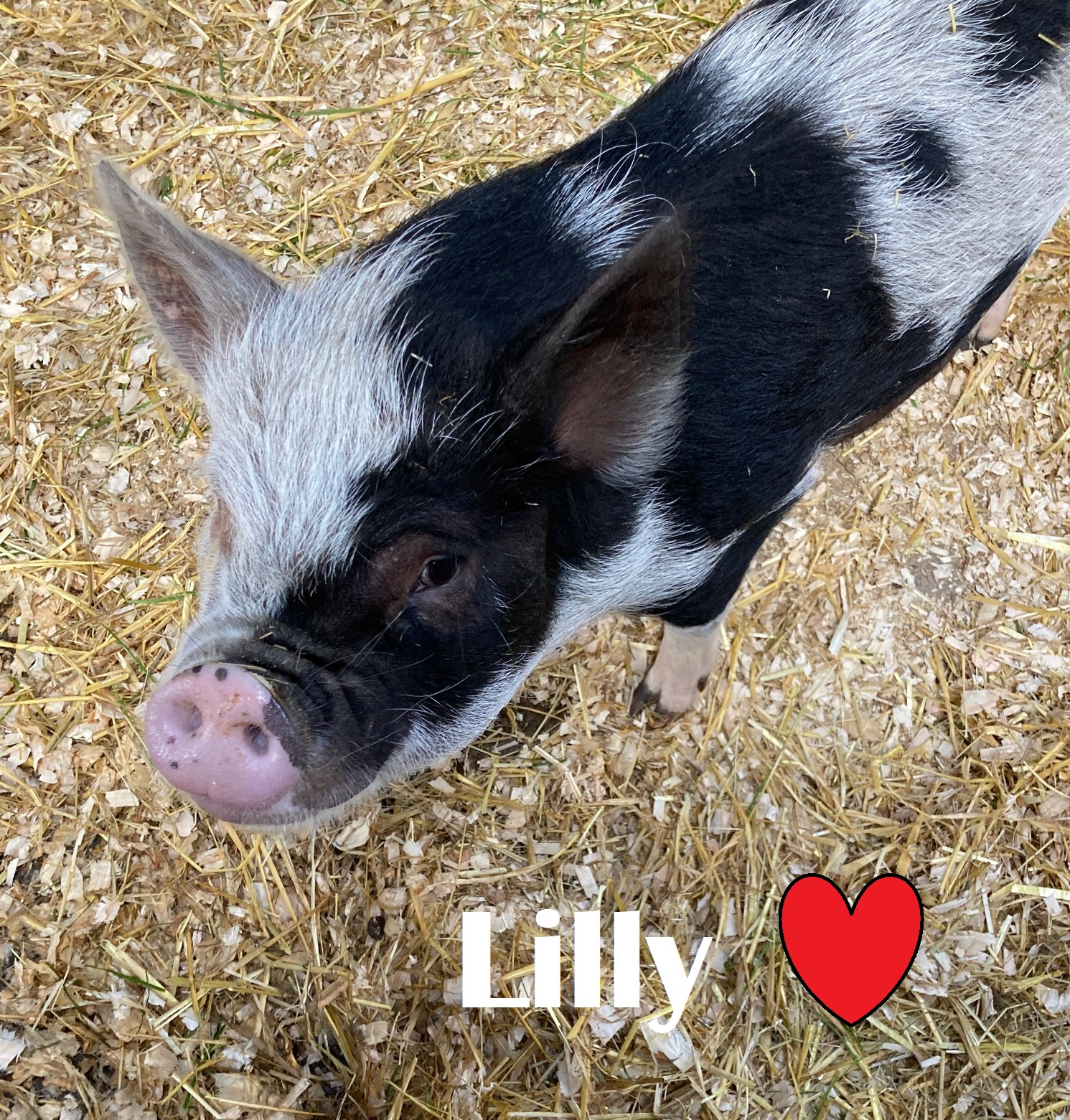 Lilly snoot