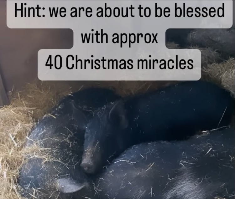 MLPR MIRACLE