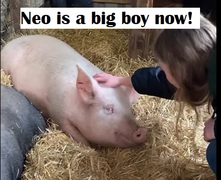 Neo big