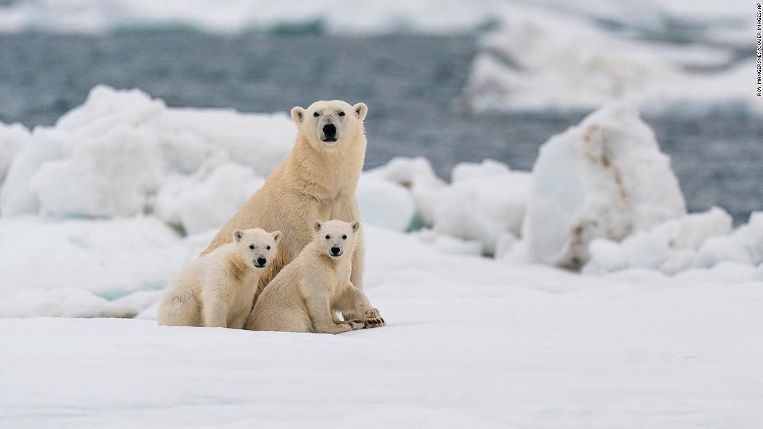 Polar Bear