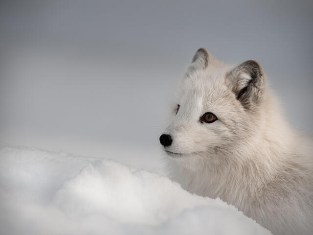 arctic fox