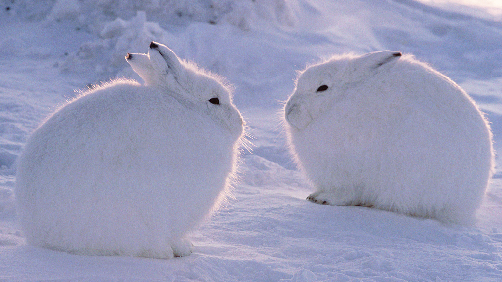 arctic hare