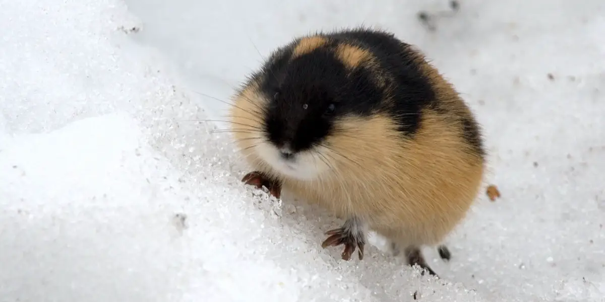 lemming