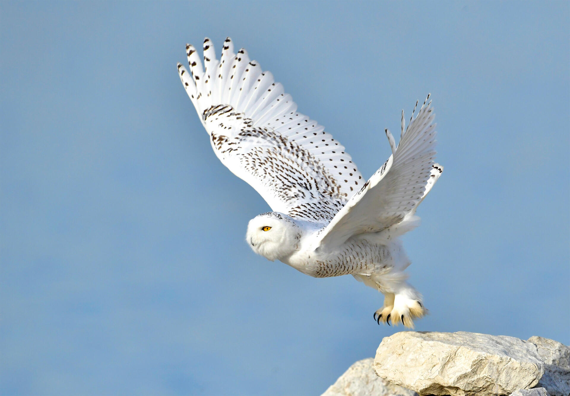 snowy owl