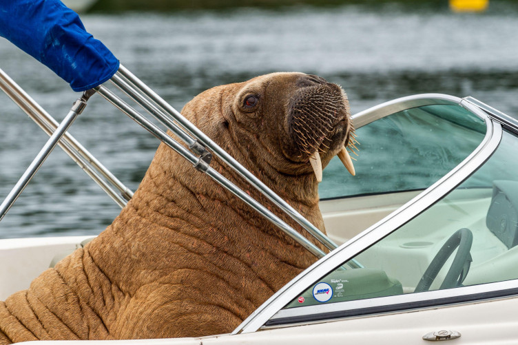 wally-walrus