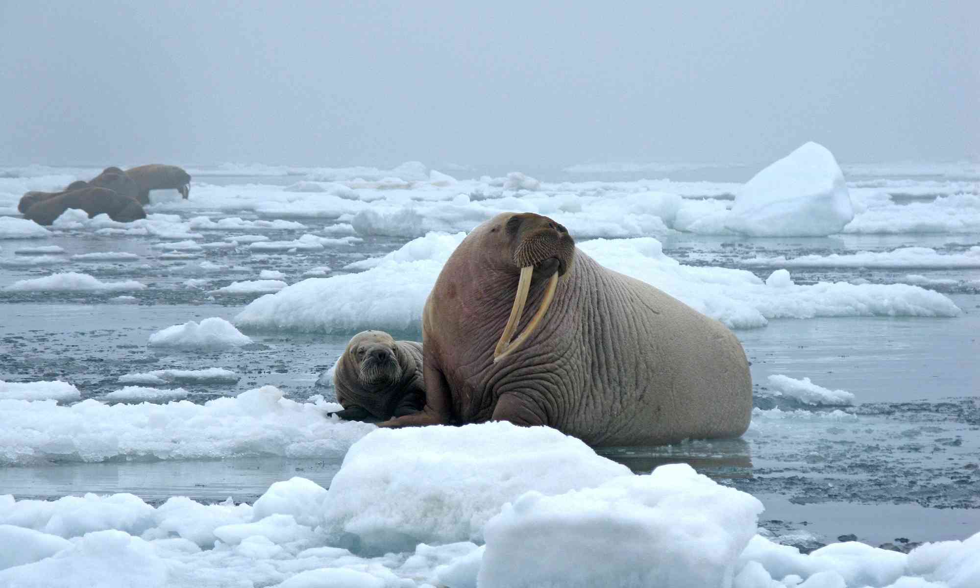 walrus